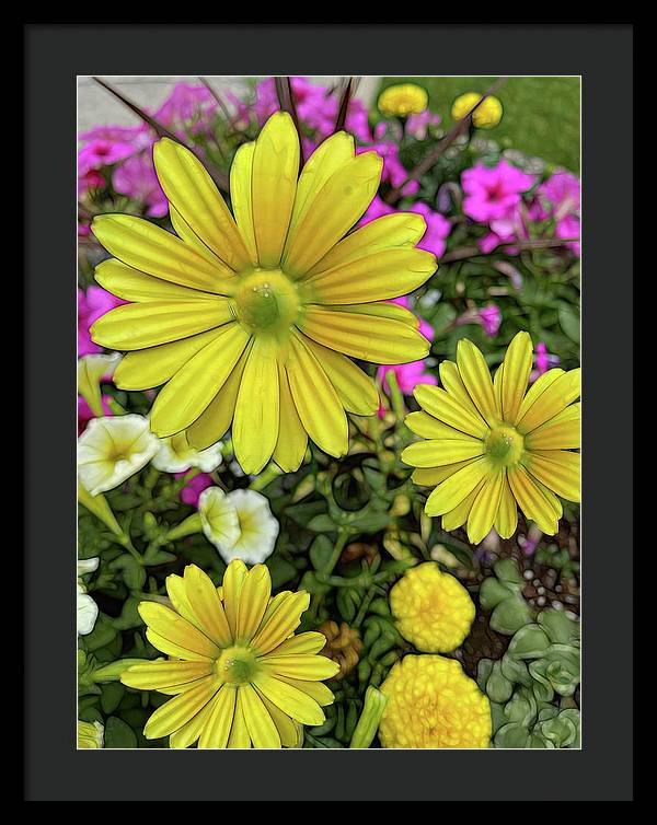 Yellow Daisy Garden - Framed Print