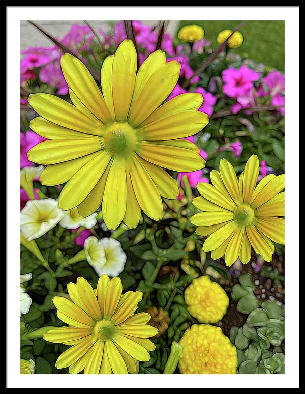 Yellow Daisy Garden - Framed Print