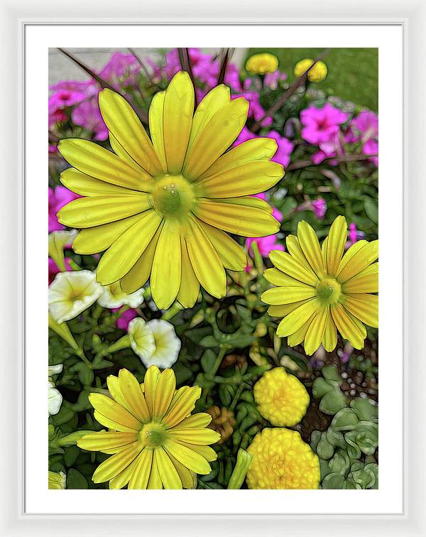 Yellow Daisy Garden - Framed Print