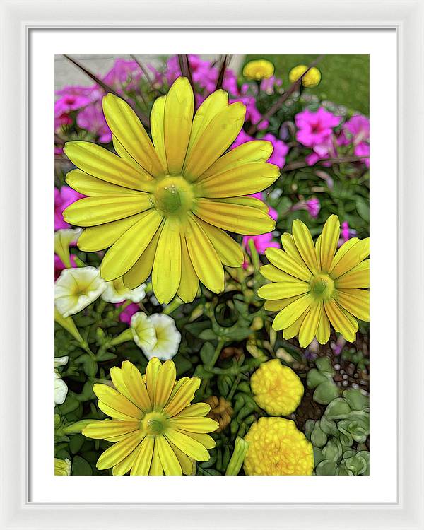 Yellow Daisy Garden - Framed Print