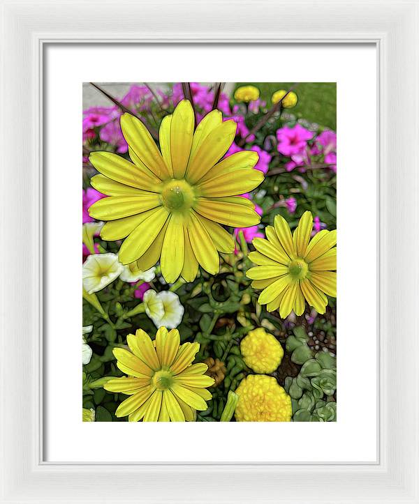 Yellow Daisy Garden - Framed Print