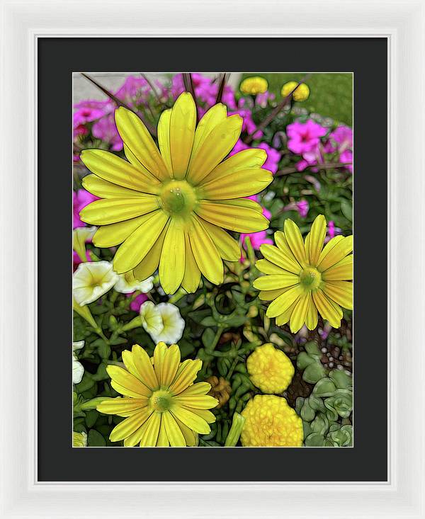 Yellow Daisy Garden - Framed Print