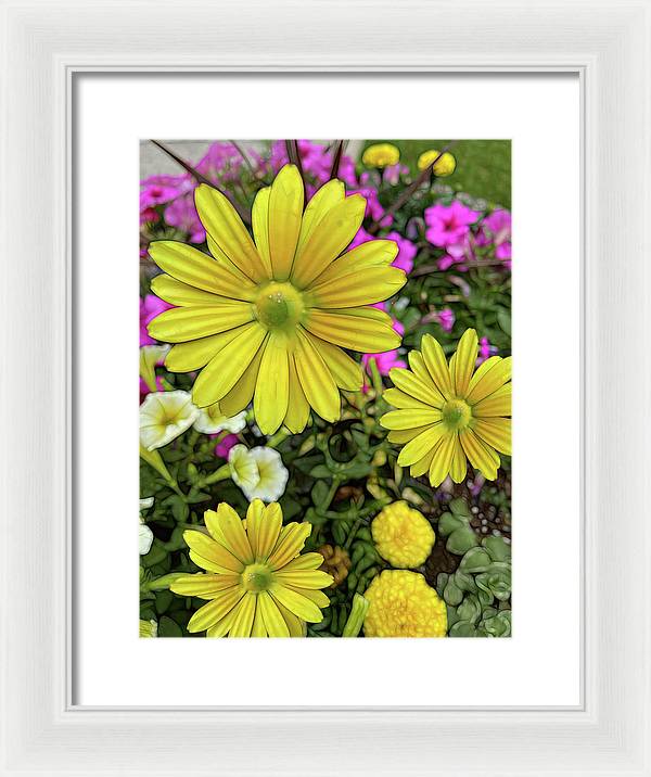 Yellow Daisy Garden - Framed Print