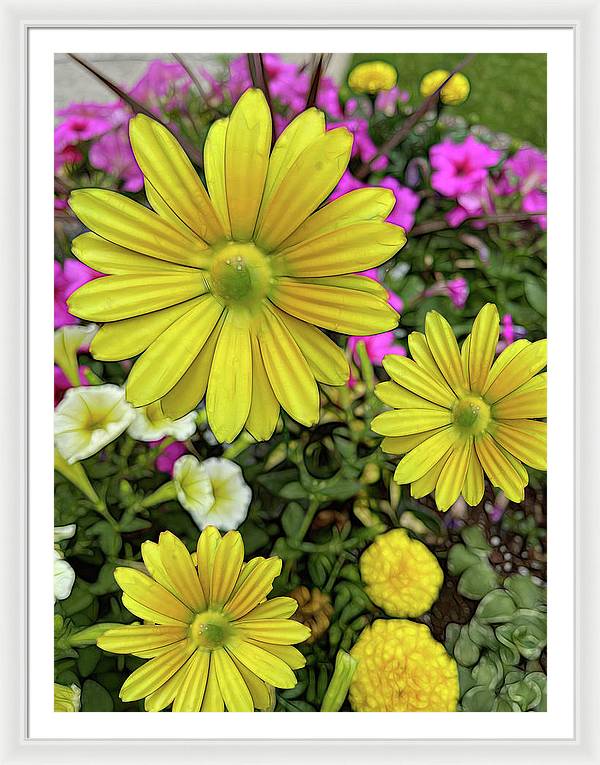 Yellow Daisy Garden - Framed Print