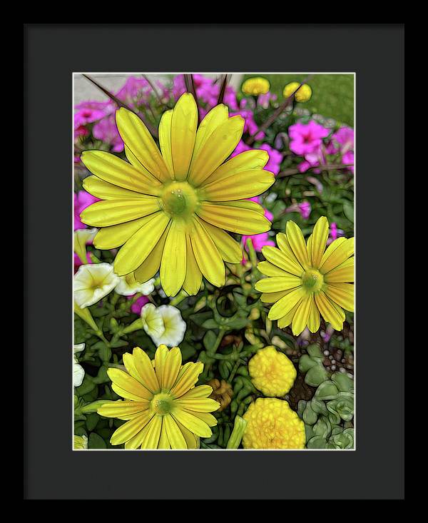 Yellow Daisy Garden - Framed Print