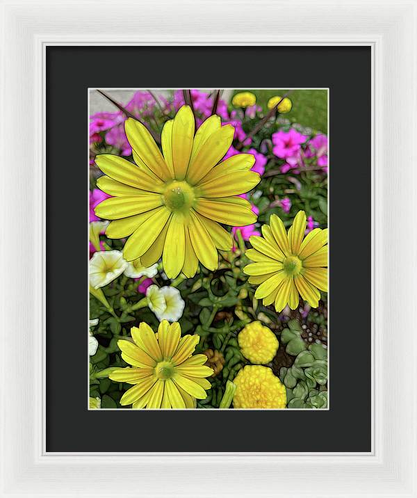 Yellow Daisy Garden - Framed Print