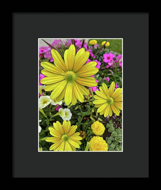 Yellow Daisy Garden - Framed Print