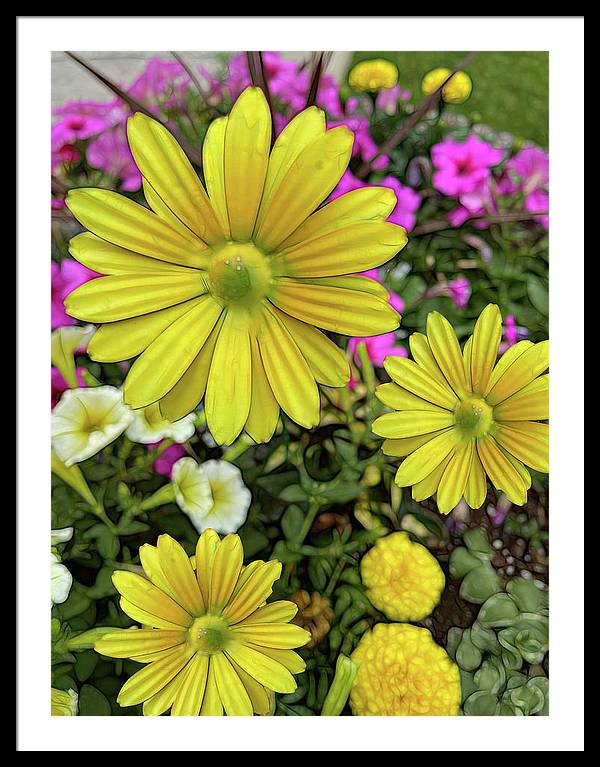 Yellow Daisy Garden - Framed Print