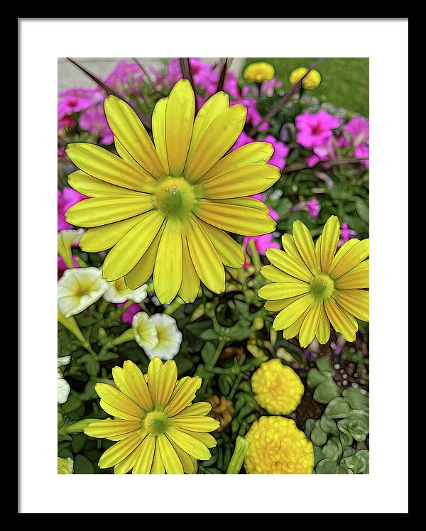 Yellow Daisy Garden - Framed Print