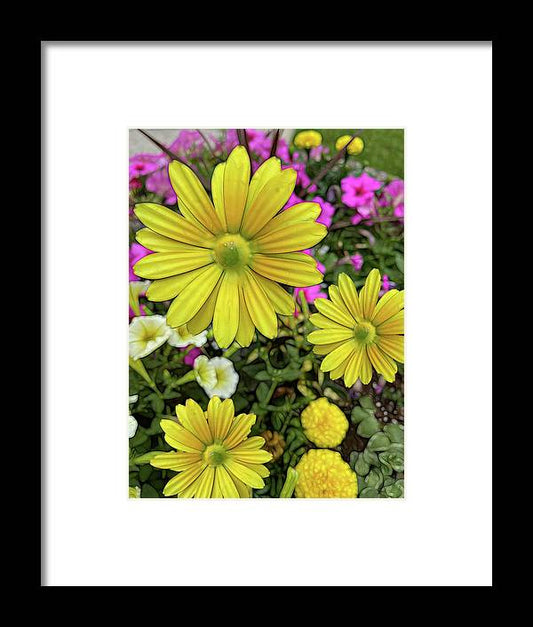 Yellow Daisy Garden - Framed Print