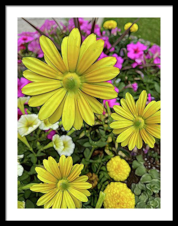 Yellow Daisy Garden - Framed Print
