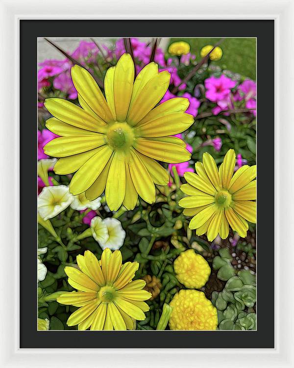 Yellow Daisy Garden - Framed Print