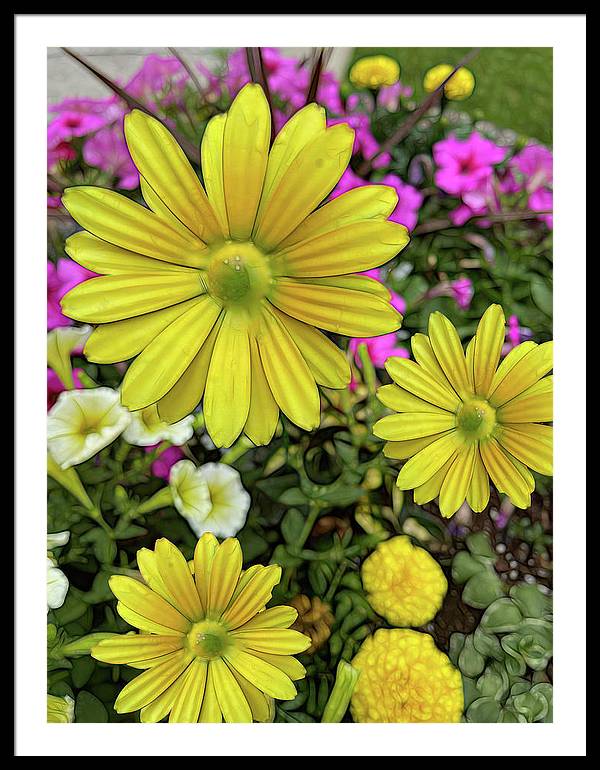 Yellow Daisy Garden - Framed Print
