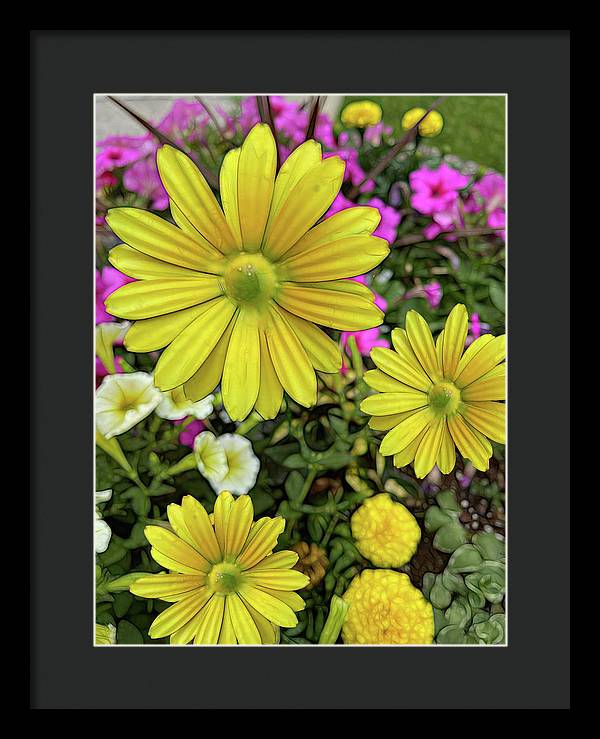 Yellow Daisy Garden - Framed Print