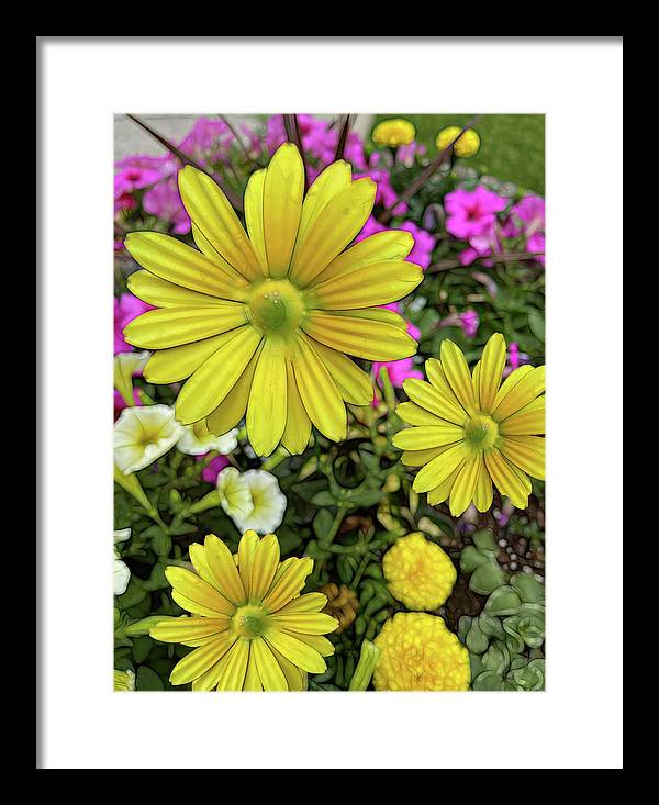 Yellow Daisy Garden - Framed Print