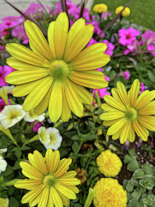 Yellow Daisy Garden - Art Print