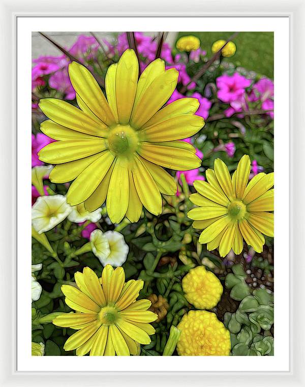 Yellow Daisy Garden - Framed Print