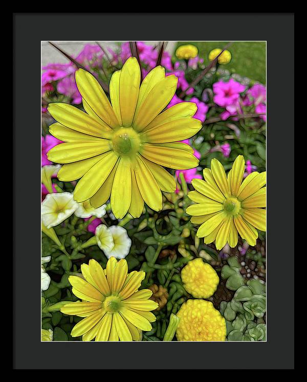 Yellow Daisy Garden - Framed Print