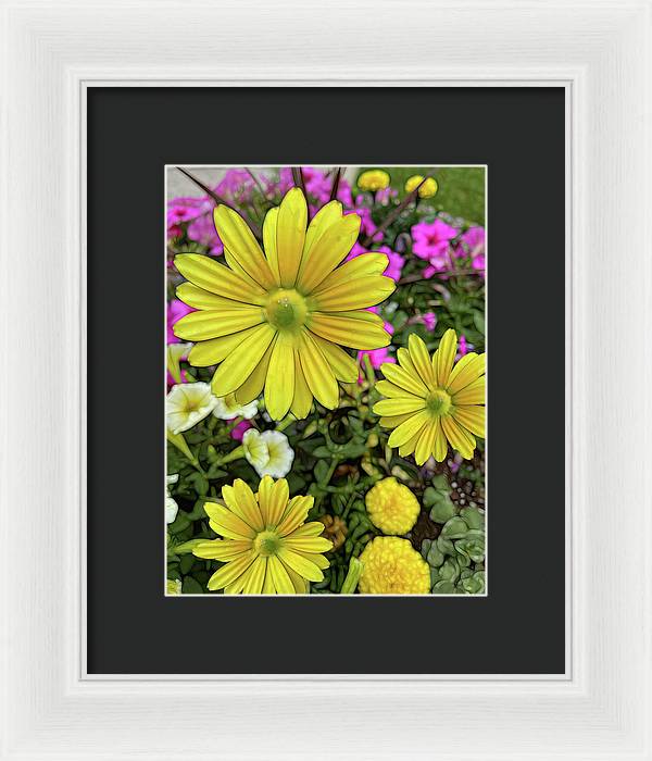 Yellow Daisy Garden - Framed Print