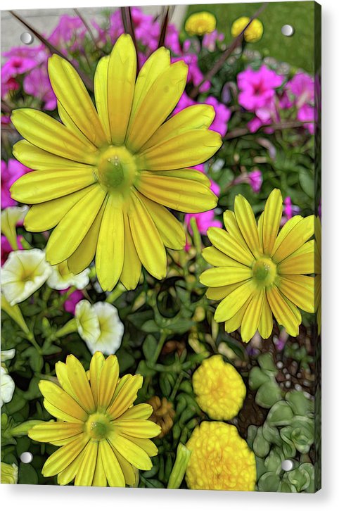 Yellow Daisy Garden - Acrylic Print