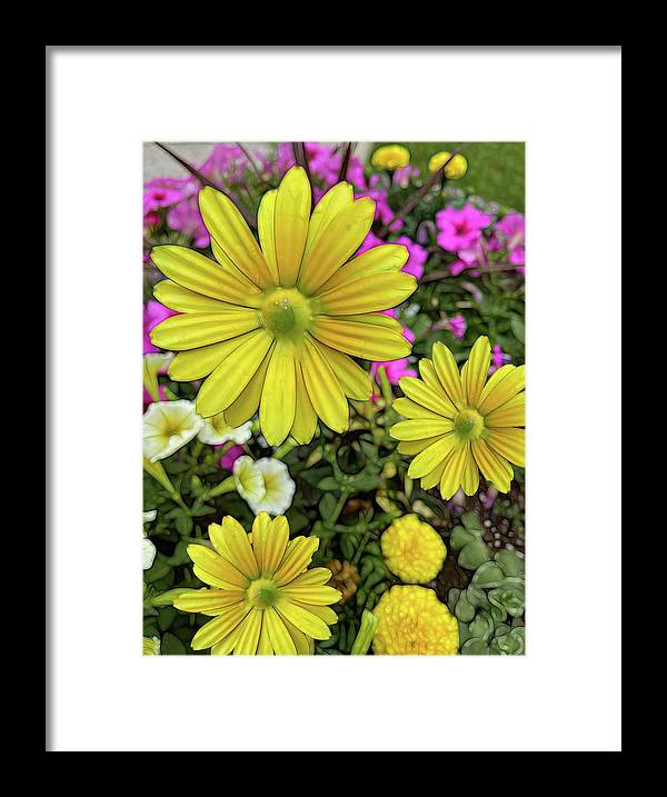 Yellow Daisy Garden - Framed Print