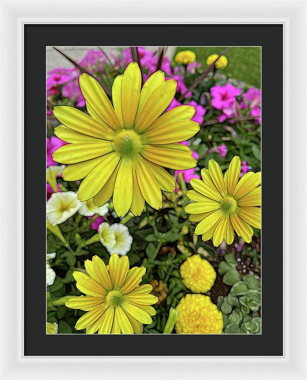 Yellow Daisy Garden - Framed Print