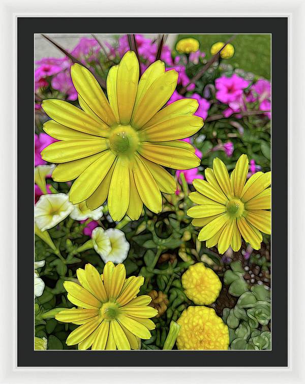 Yellow Daisy Garden - Framed Print