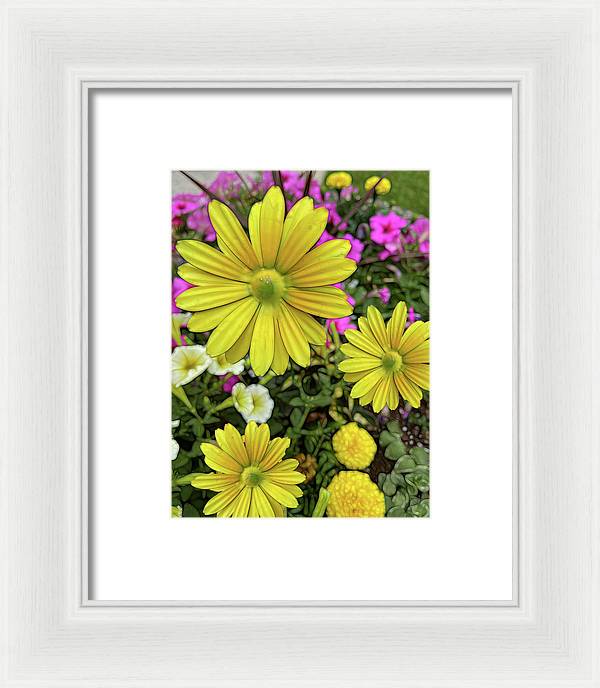 Yellow Daisy Garden - Framed Print