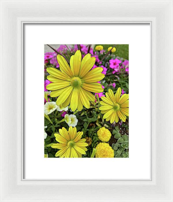 Yellow Daisy Garden - Framed Print