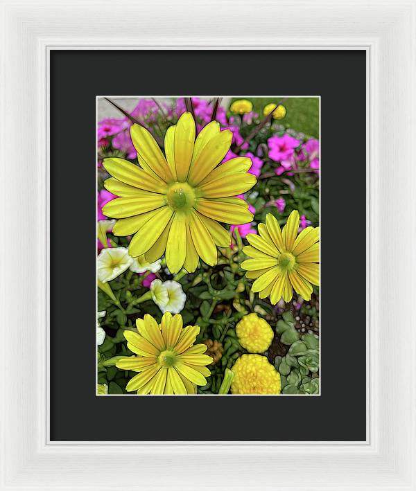 Yellow Daisy Garden - Framed Print