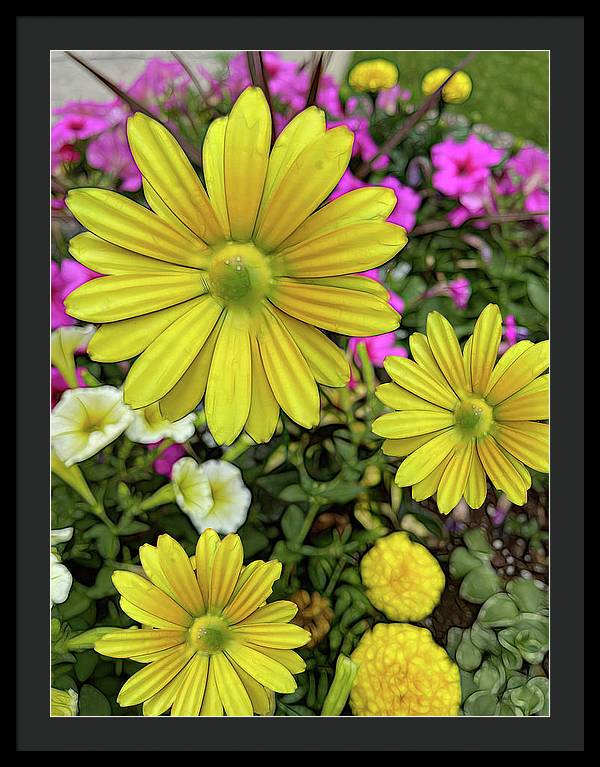 Yellow Daisy Garden - Framed Print