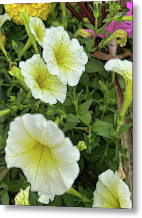 Yellow Petunias - Metal Print