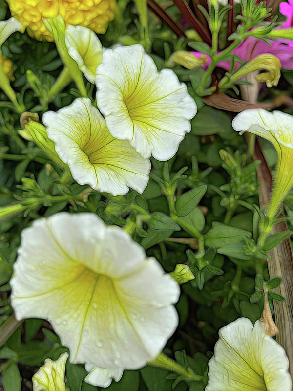 Yellow Petunias - Art Print