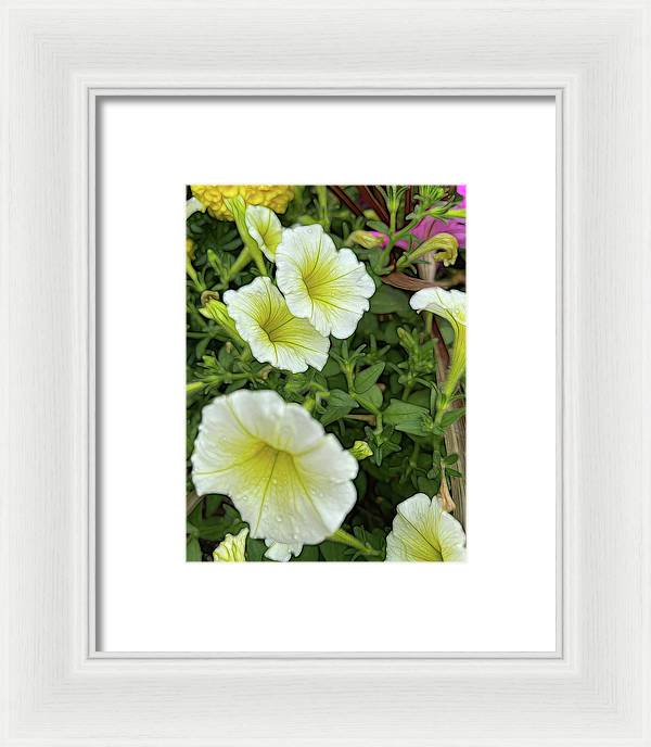 Yellow Petunias - Framed Print