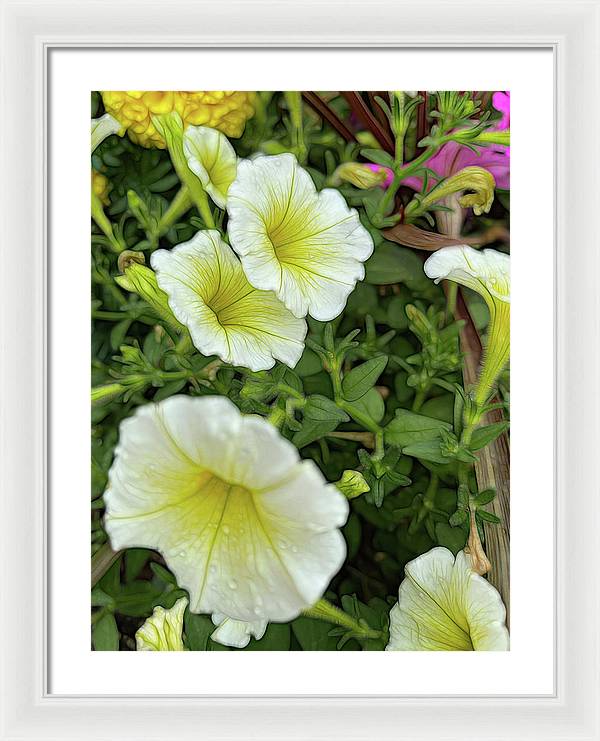 Yellow Petunias - Framed Print