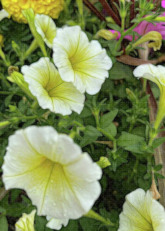 Yellow Petunias - Puzzle