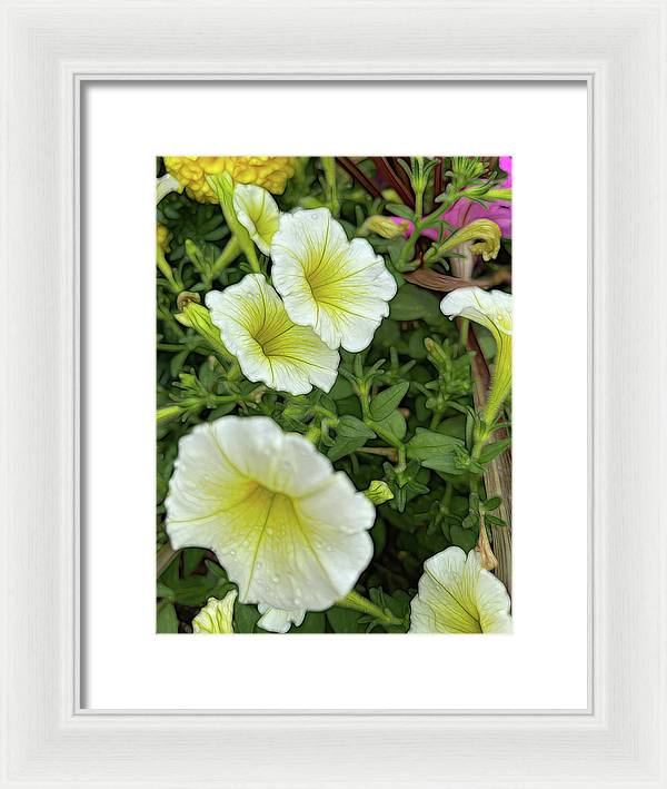 Yellow Petunias - Framed Print