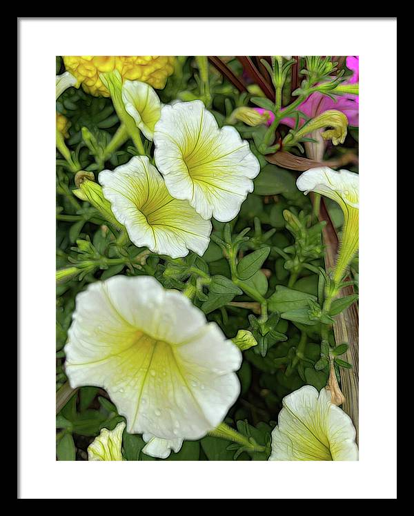 Yellow Petunias - Framed Print