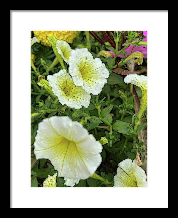 Yellow Petunias - Framed Print