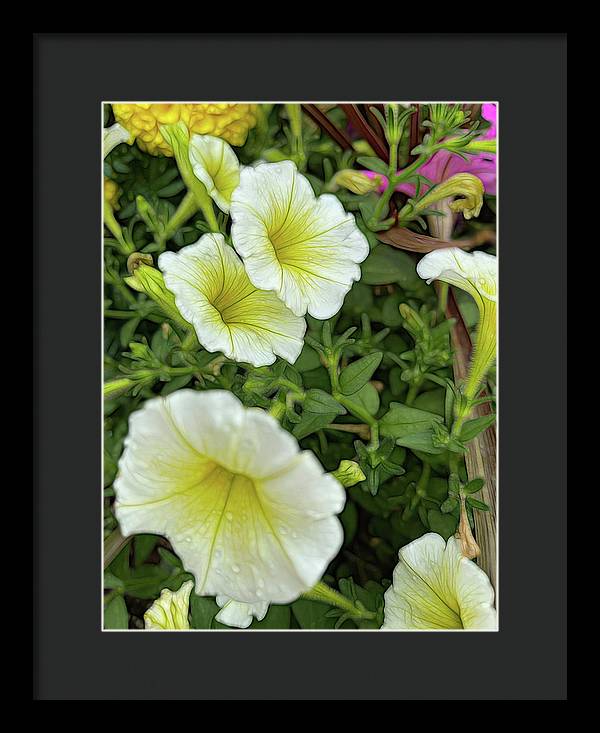 Yellow Petunias - Framed Print