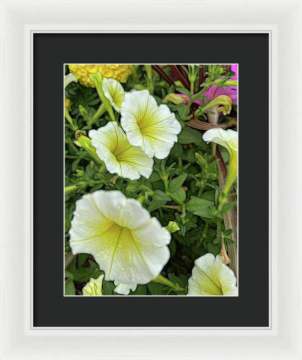 Yellow Petunias - Framed Print
