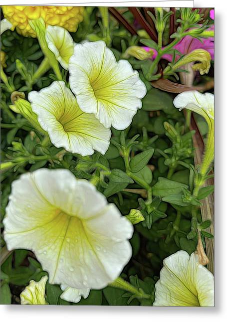 Yellow Petunias - Greeting Card
