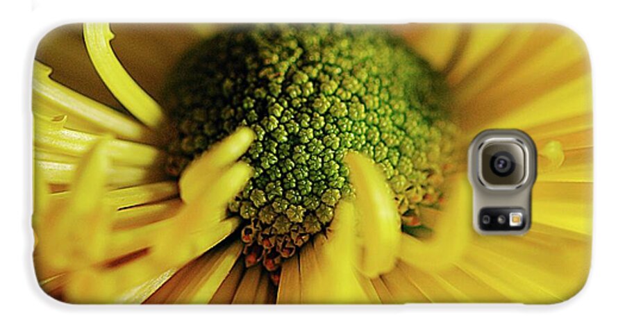 Yellow Spider Mum - Phone Case