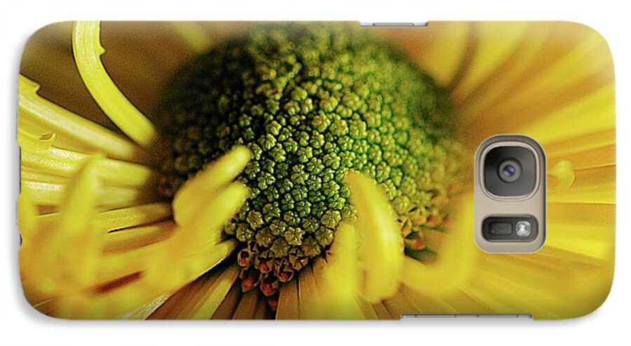 Yellow Spider Mum - Phone Case