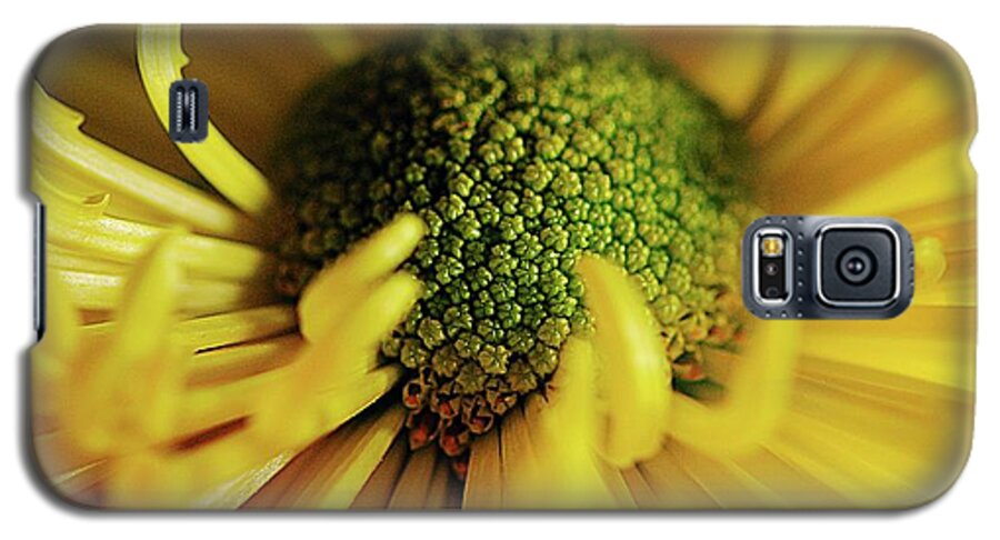 Yellow Spider Mum - Phone Case