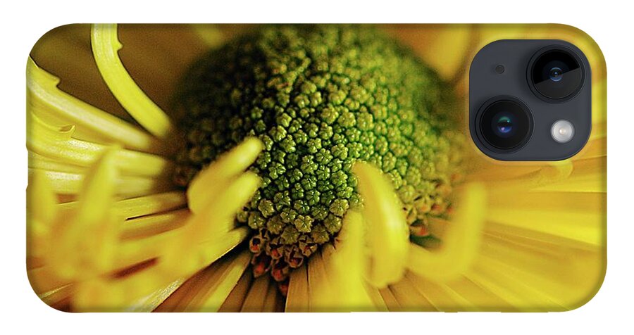 Yellow Spider Mum - Phone Case