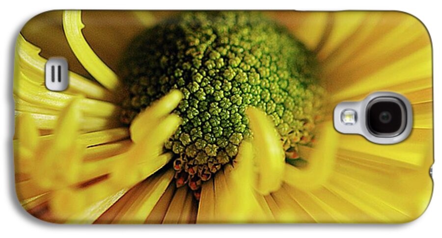 Yellow Spider Mum - Phone Case