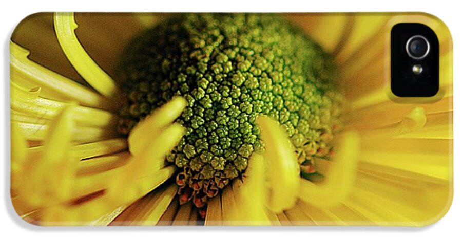 Yellow Spider Mum - Phone Case