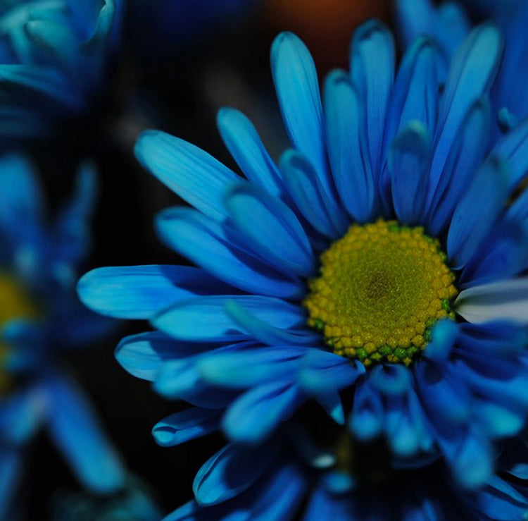 Blue Daisy
