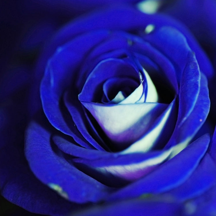 Blue Rose
